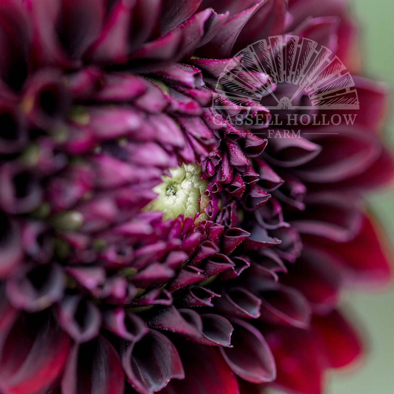 Black Satin Dahlia Tuber