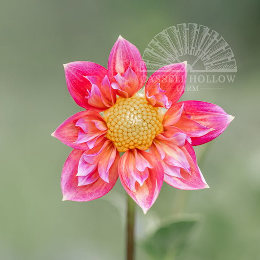 Bloomquist Simple Dahlia Tuber