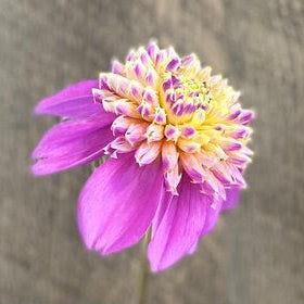 Bloomquist Ginnie Dahlia Tuber