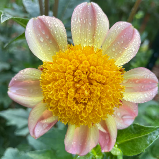 Bloomquist Golden Dahlia Tuber