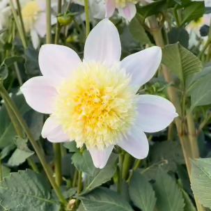 Bloomquist Morris Dahlia Tuber