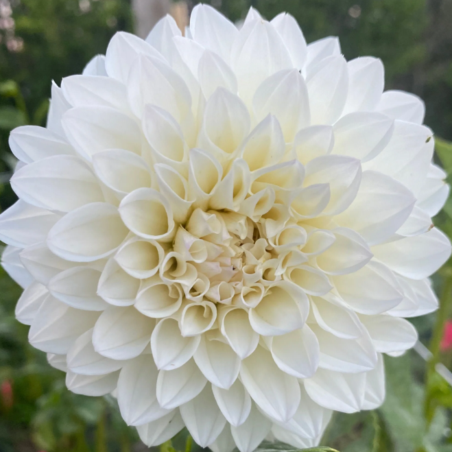 Bloomquist Snow White Dahlia Tuber