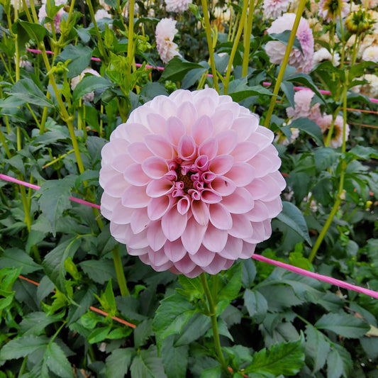 Bloomquist Tory P Dahlia Tuber