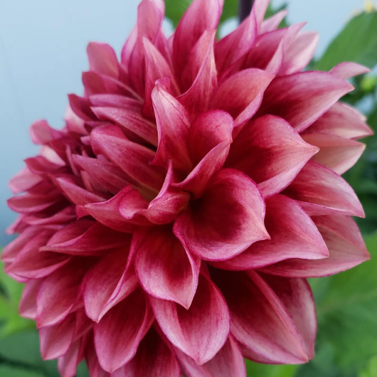 Bloomquist York Dahlia Tuber
