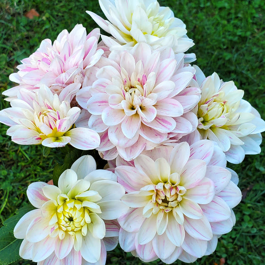 Bonesta Dahlia Tuber