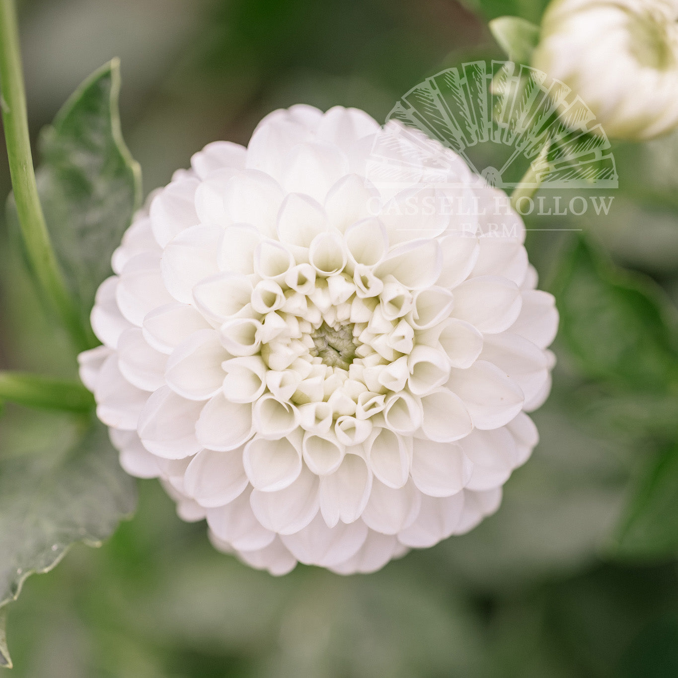Boom Boom White Dahlia Tuber