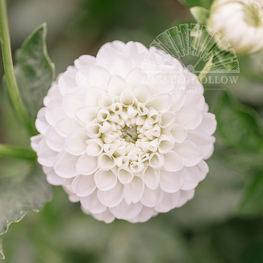 Boom Boom White Dahlia Tuber