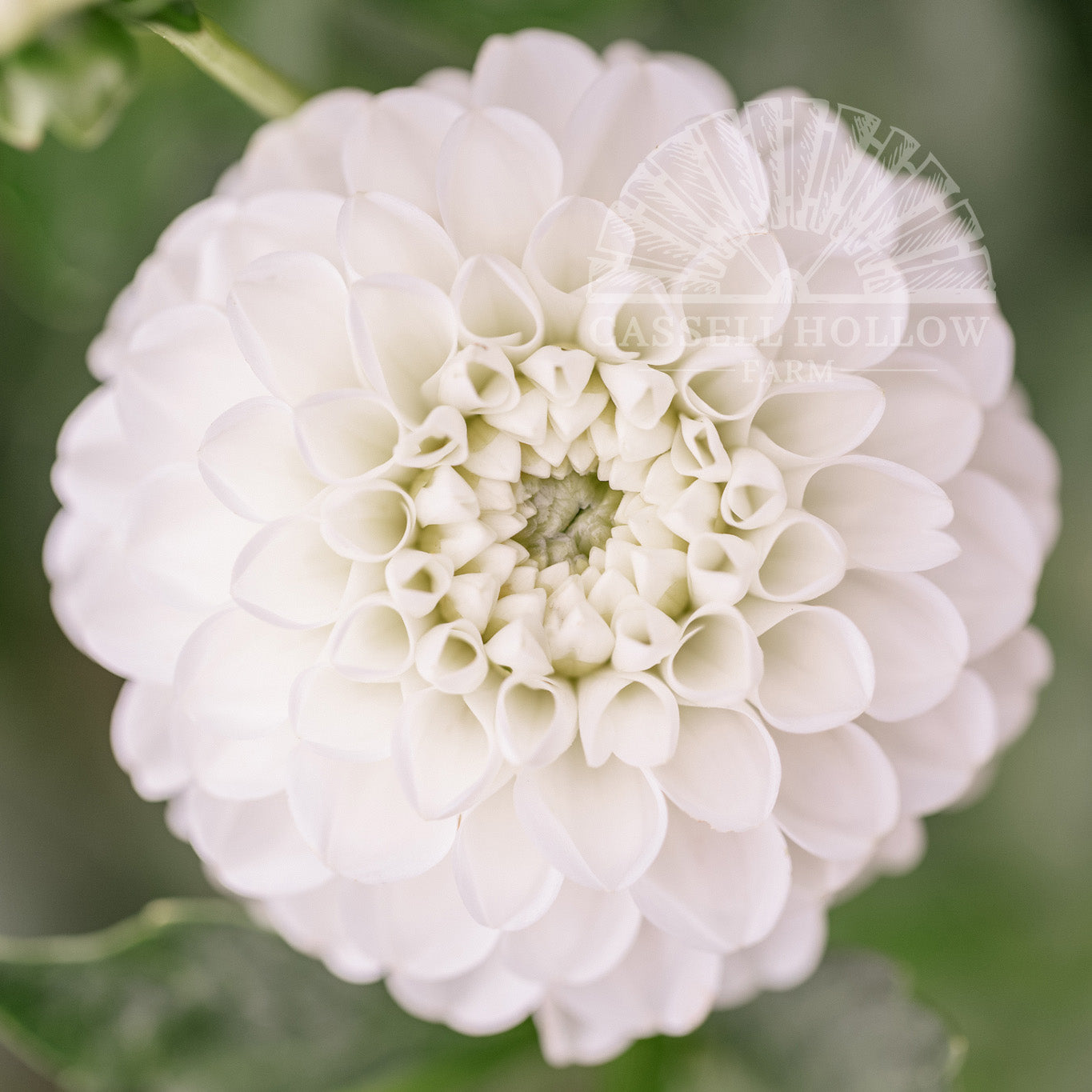 Boom Boom White Dahlia Tuber