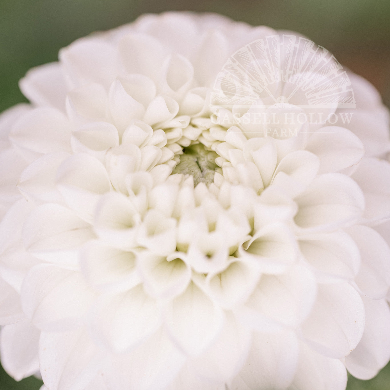 Boom Boom White Dahlia Tuber