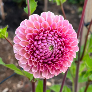 Bracken Rose Dahlia Tuber