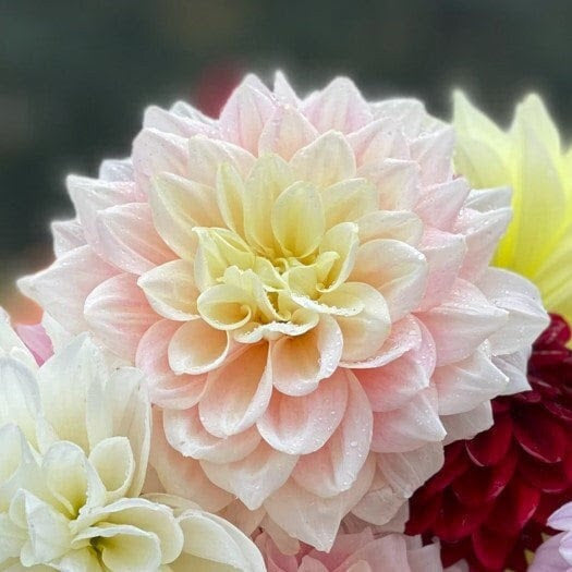 Break Out Dahlia Tuber