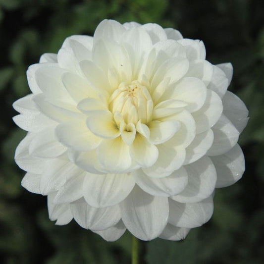 Bride to Be Dahlia Tuber