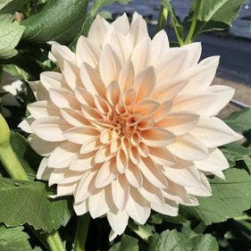 Cafe au Lait Dahlia Tuber