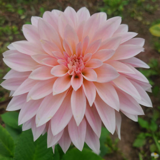 Cafe au Lait Mini Dahlia Tuber