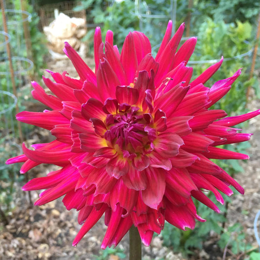 Camano Concord Dahlia Tuber