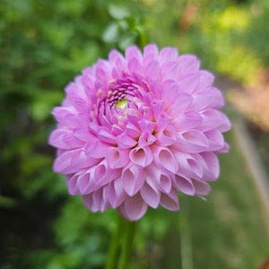 Camano Love Dahlia Tuber
