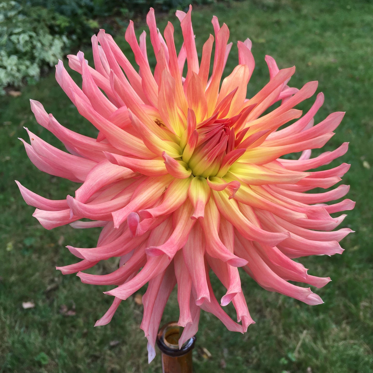 Camano Sitka Dahlia Tuber