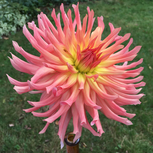 Camano Sitka Dahlia Tuber