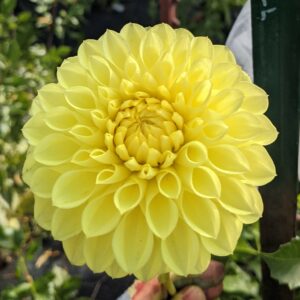 Camano Stroll Dahlia Tuber