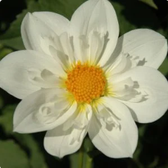 Cherubino Dahlia Tuber