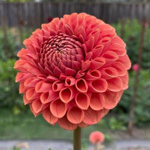 Cornel Bronze Dahlia Tuber
