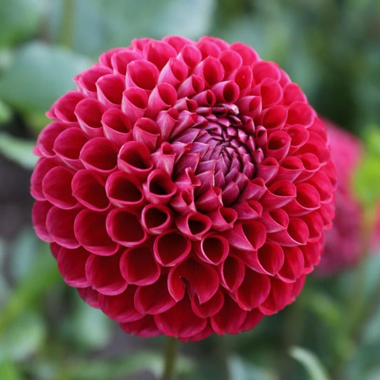 Cornel Dahlia Tuber