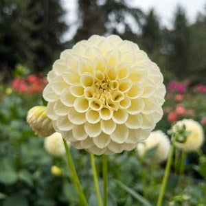 Creamy Dahlia Tuber