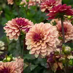 Creme de Cognac Dahlia Tuber