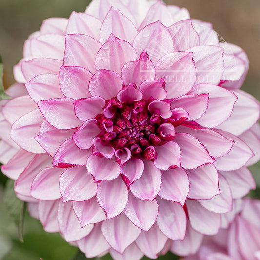 Creme de Cassis Dahlia Tuber