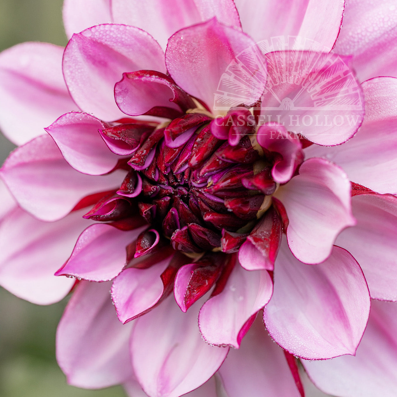 Creme de Cassis Dahlia Tuber