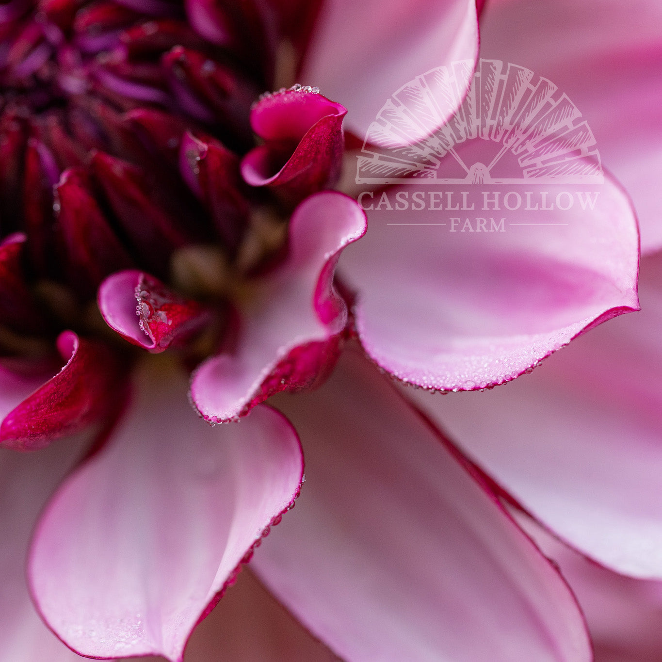 Creme de Cassis Dahlia Tuber