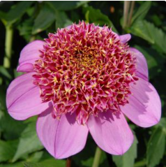 Dad's Favorite Dahlia Tuber
