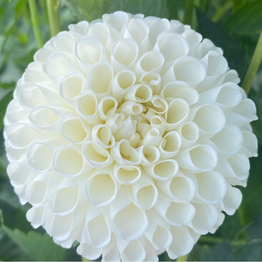 Danum Cupid Dahlia Tuber