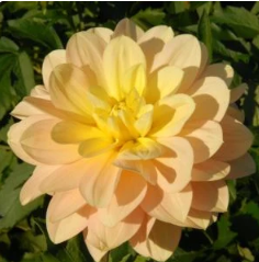 Day Dreamer Dahlia Tuber