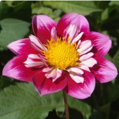 Double Trouble Dahlia Tuber