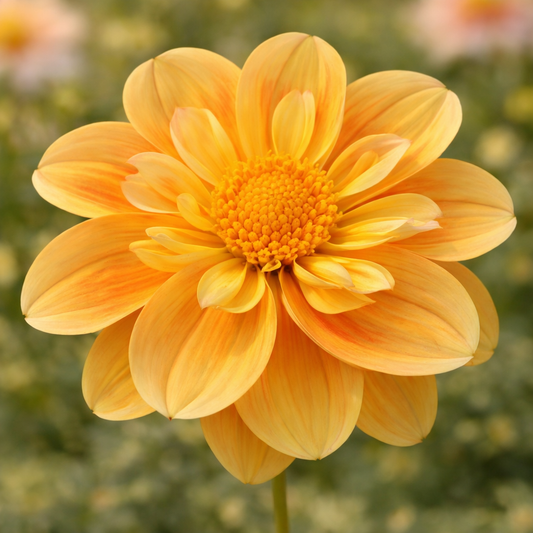 EZ Duzzit Dahlia Tuber