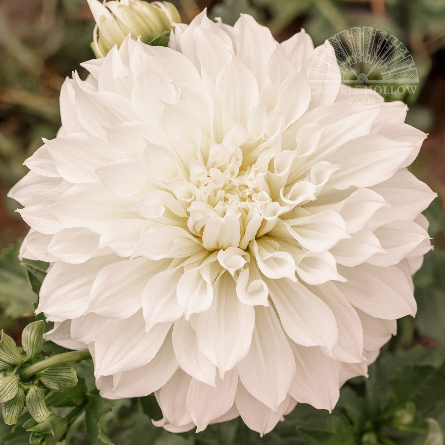 Fleurel Dahlia Tuber