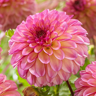 Foxy Lady Dahlia Tuber