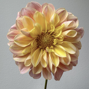 French Doll Dahlia Tuber