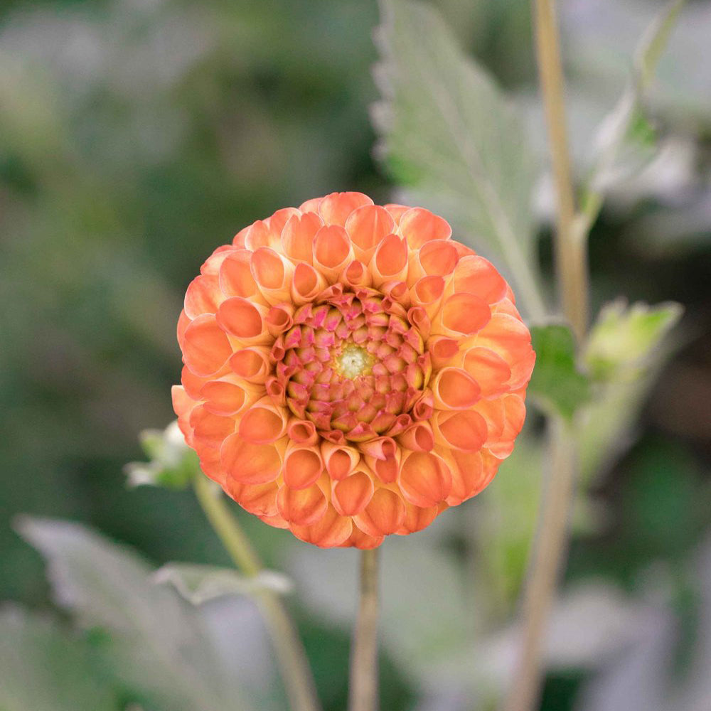 Ginger Willo Dahlia Tuber
