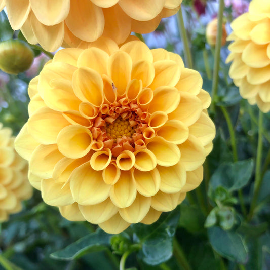 Golden Scepter Dahlia Tuber