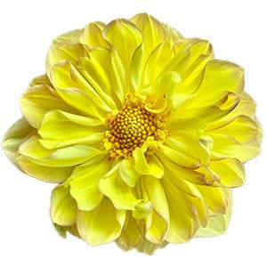 Happy Go Lucky Dahlia Tuber