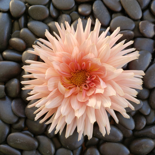 Henriette Dahlia Tuber