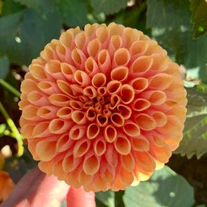 Hy Suntan Dahlia Tuber