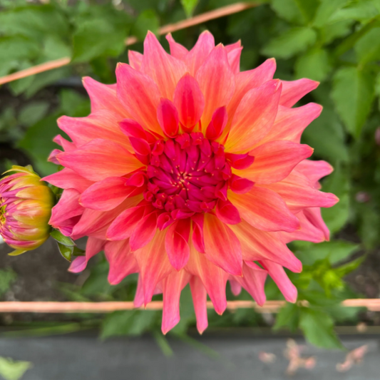 Just Peachy Dahlia Tuber
