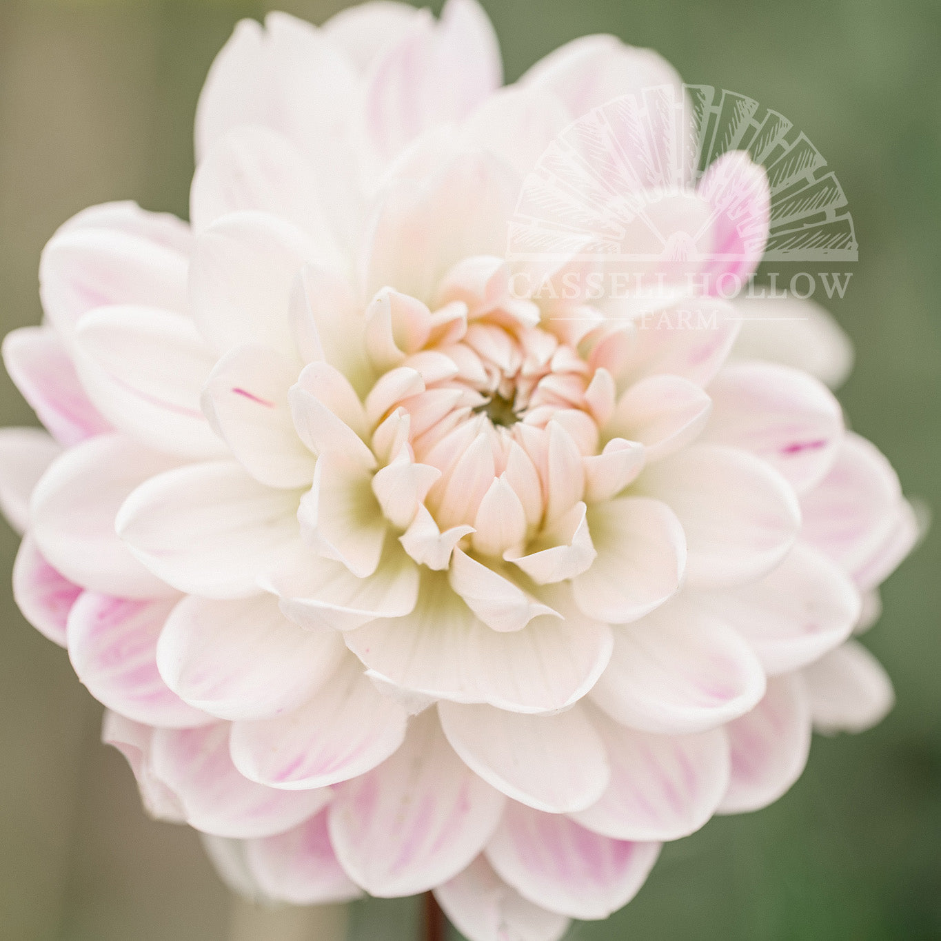 Kelgai Ann Dahlia Tuber