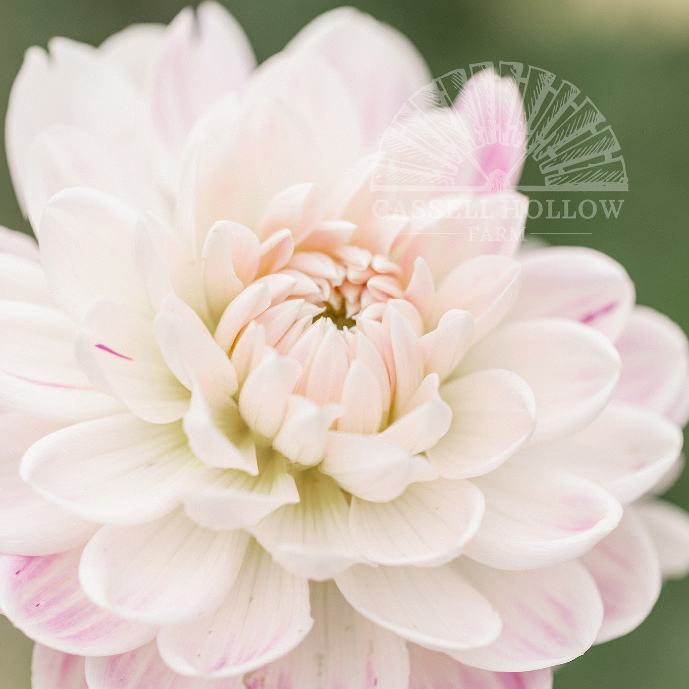 Kelgai Ann Dahlia Tuber