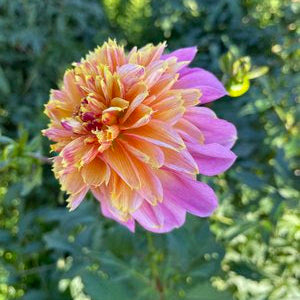 Lifestyle Dahlia Tuber