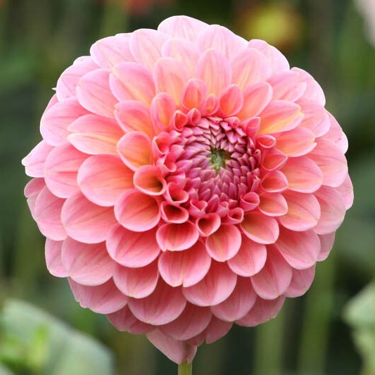 Linda's Baby Dahlia Tuber