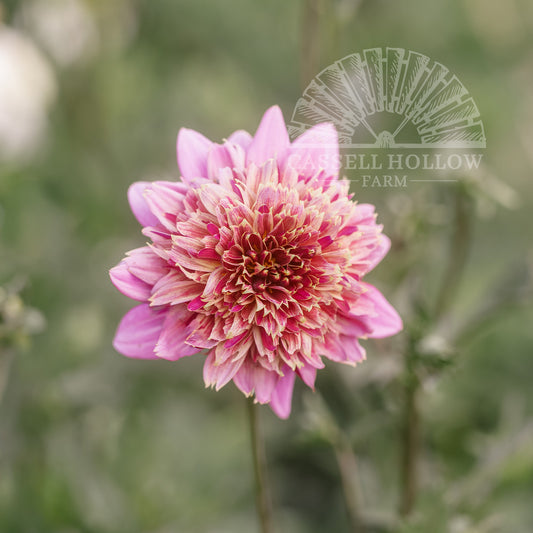 Mambo Dahlia Tuber